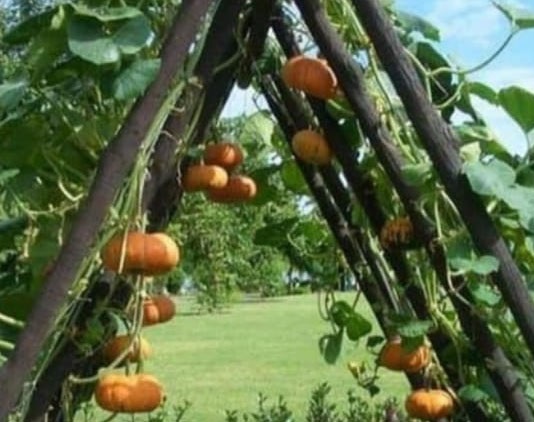 farming