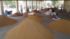 Rajasthan: Registration limit for purchase of support price gram increased by 10 percent, 21 thousand farmers benefitted